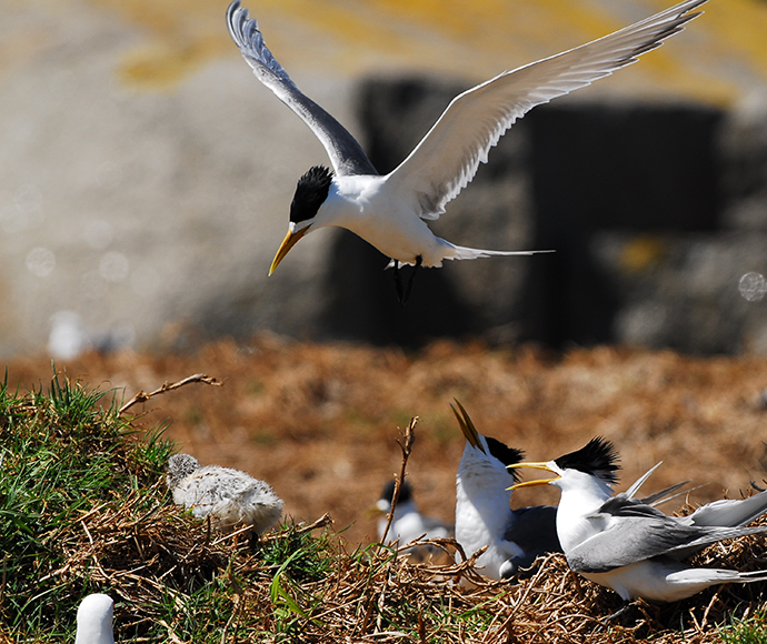 Crested tern (Thalasseus bergii) in flight, returning to the nest Barunguba Montague Island Nature Reserve