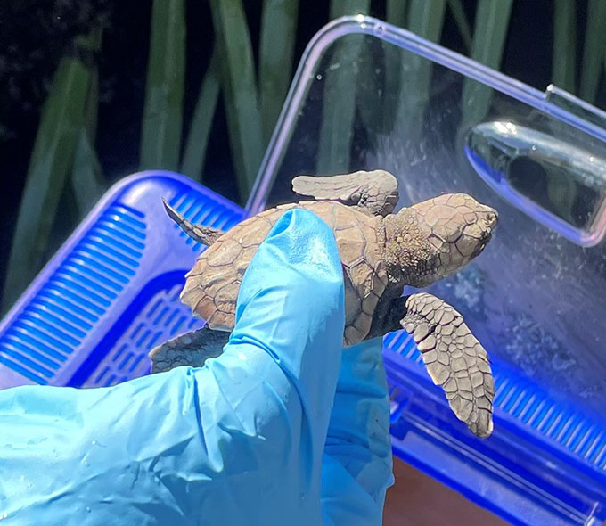 A small turtle hatchling being lifted out of a box by a gloved hand