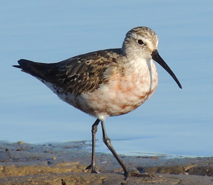 A bird with mottled brown and white plumage is seen standing on a sandy shore against a blue water background