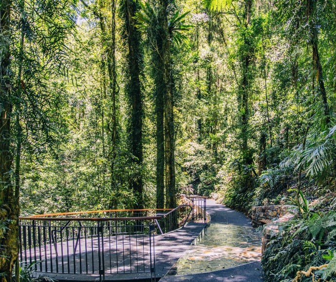 Wonga Walk, Dorrigo National Park