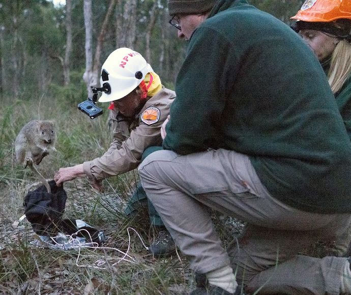 Eastern bettong is released into Yiraaldiya National Park by 3 staff members.