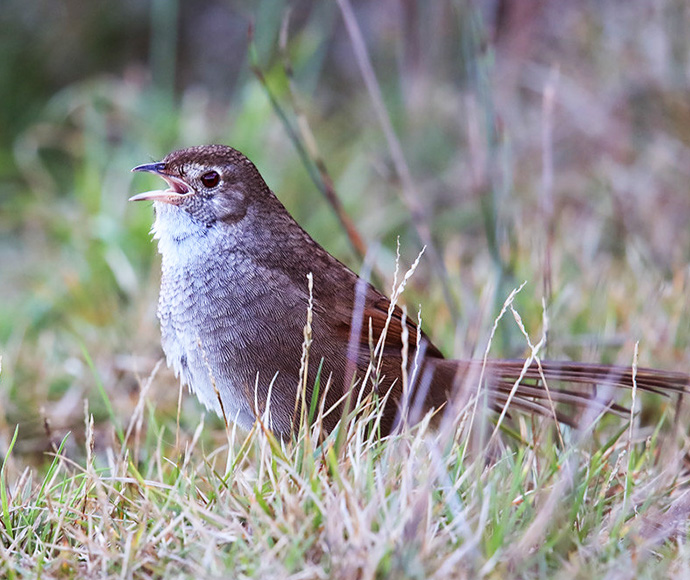 Eastern bristlebird (Dasyornis brachypterus)