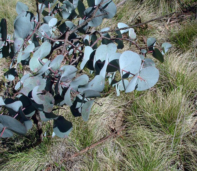 Eucalyptus canobolensus