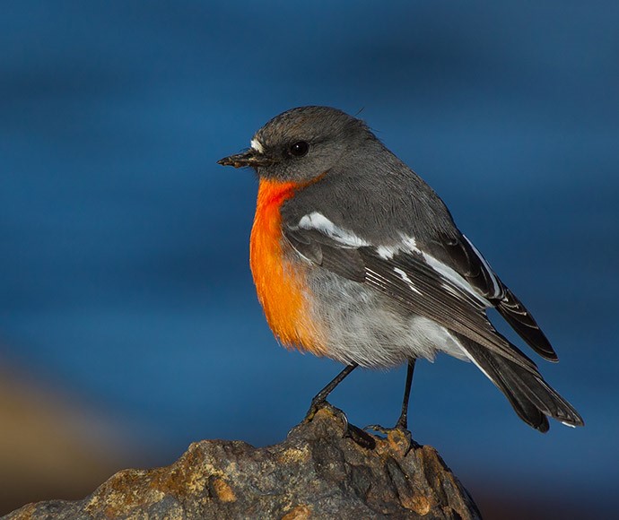 The flame robin (Petroica phoenicea) is a vulnerable species in NSW