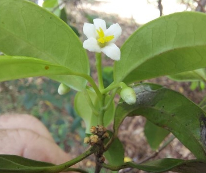 Fontainea sp. Coffs Harbour