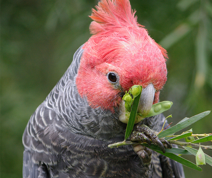 Gang-gang cockatoo (Callocephalon fibriatum)