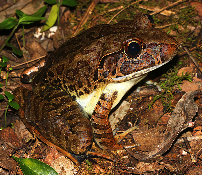 Giant barred frog (Mixophyes iteratus) 