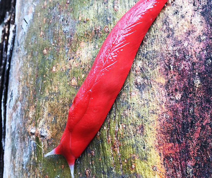 Giant Pink Slug, Mount Kaputar National Park. Mount Kaputar high elevation and dry rainforest land snail and slug community in the Nandewar and Brigalow Belt South Bioregions