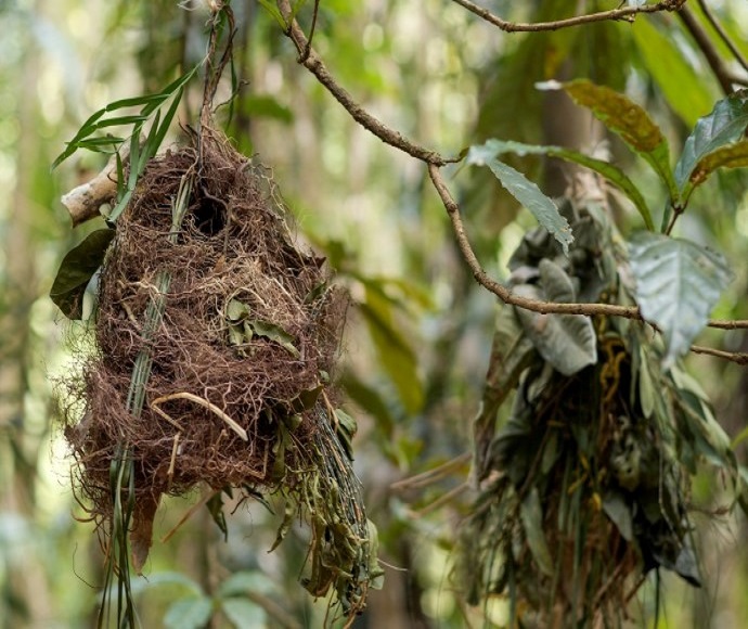 Wooden woven roost in bushland.