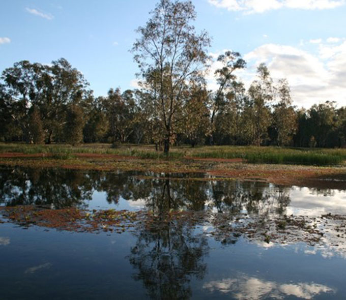 Habitat of the grey snake Yanga National Park