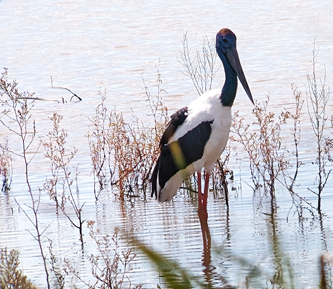 A poised stork standing in shallow waters, surrounded by budding plants, its reflection mirrored on the water’s surface