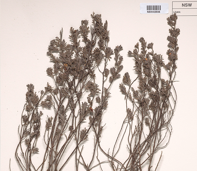 An image of a herbarium specimen of a plant with multiple branching stems and small, dense leaves, labeled NSW48205