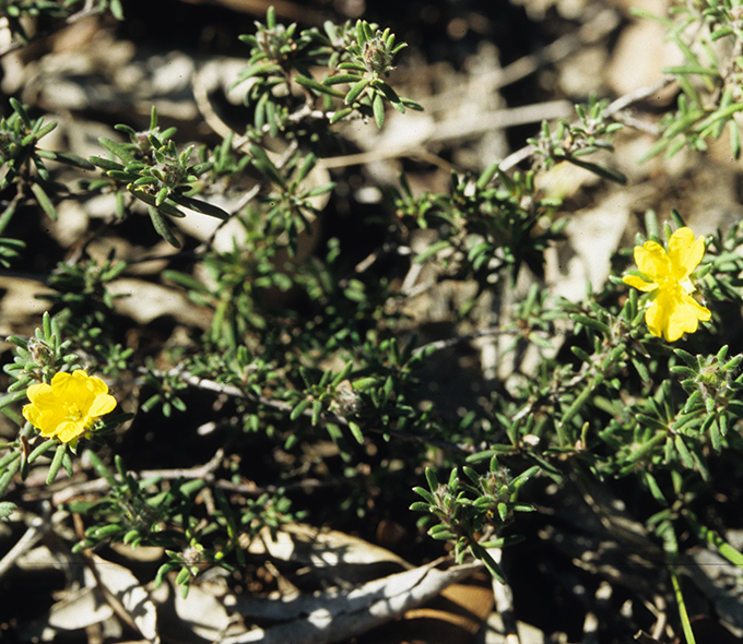 Little yellow flowers