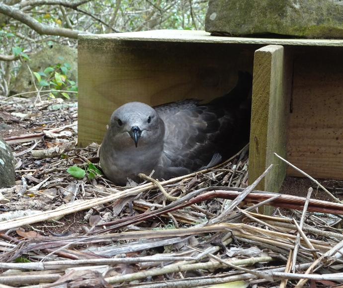 Kermadec petrel in nesting alcove