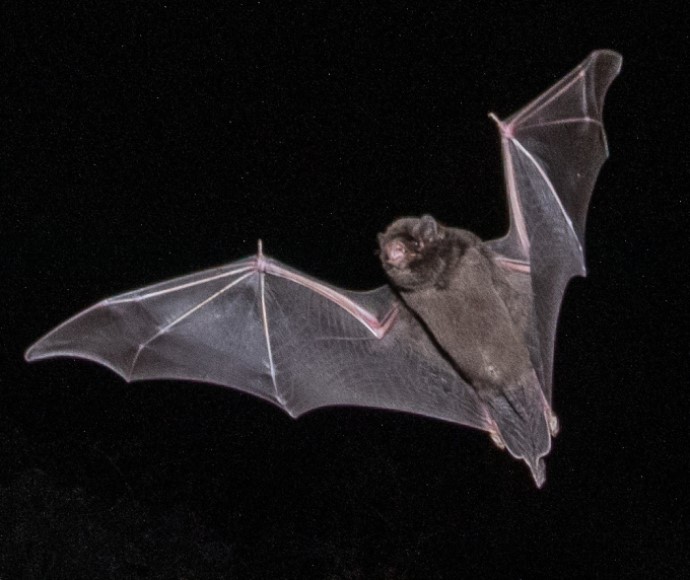 Large bent-winged bat.