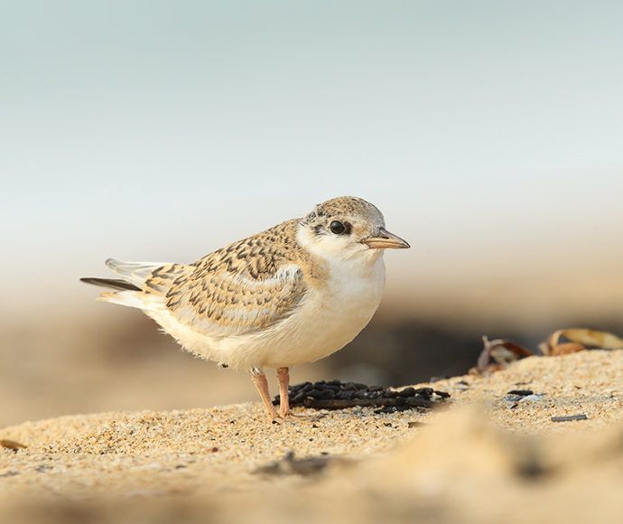 Little tern (Sternula albifrons)