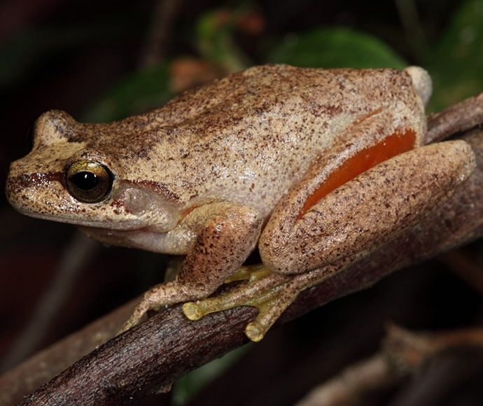 Littlejohns Tree Frog