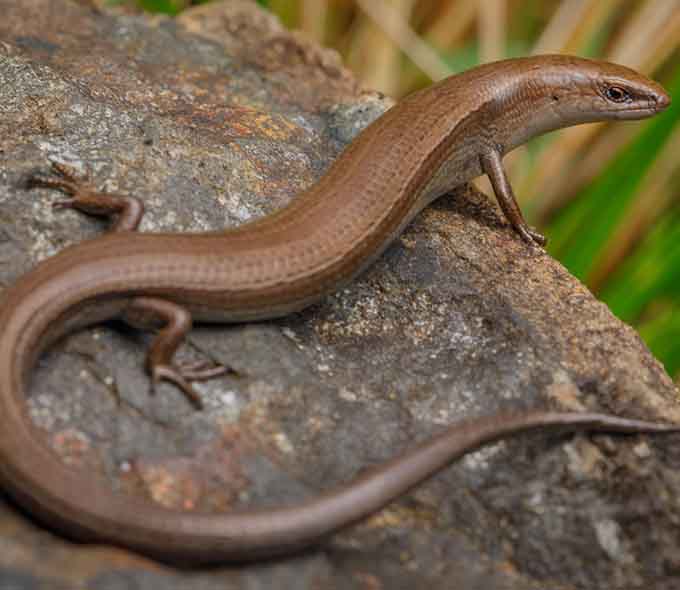 A brown skink resting on a grey rock