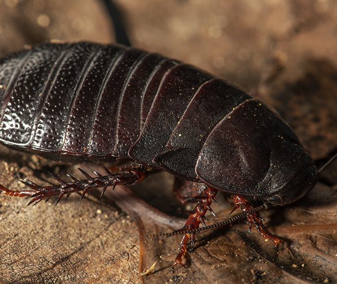 Close up of a Lord Howe Island wood-feeding cockroach discovered at North Bay on Lord Howe Island, where the species was presumed to be extinct for more than 80 years