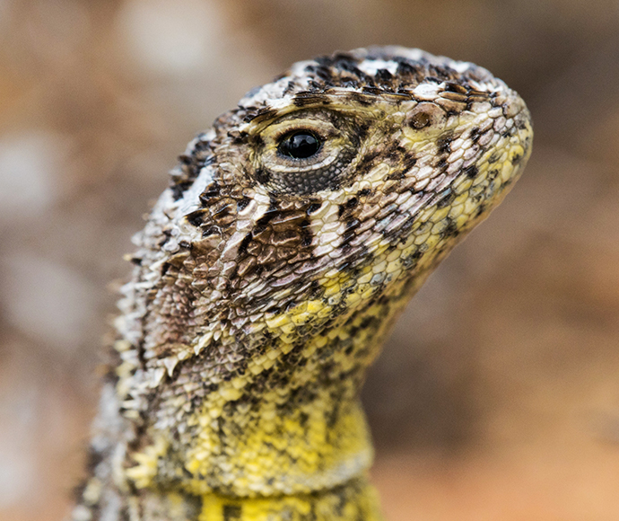 Monaro Grassland Earless Dragon (Tympanocryptis osbornei)