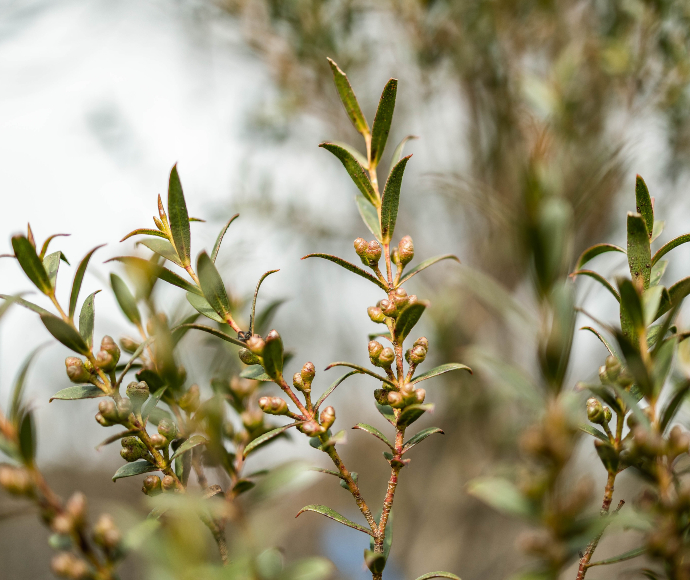 Close up of Mongarlowe mallee.