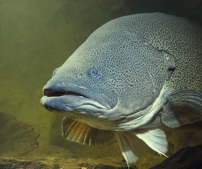 Murray cod (Maccullochella peelii)