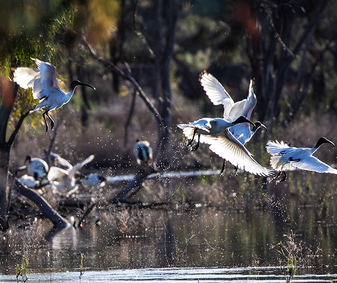 Several ibis taking off from lake surface