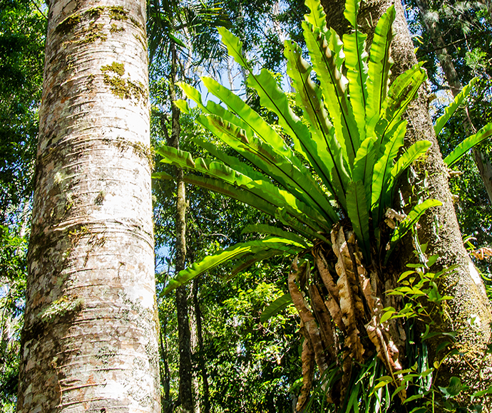 Birds Nest fern (Asplenium nidus), Nightcap National Park. Biogeographical area of the Nightcap and Kooynum Ranges