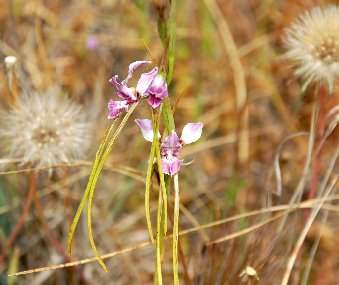 Oaklands diuris, Diuris sp. Oaklands, D.L. Jones