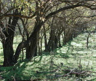 Osage Orange hedge, Peats Crater, Muogamarra Nature Reserve