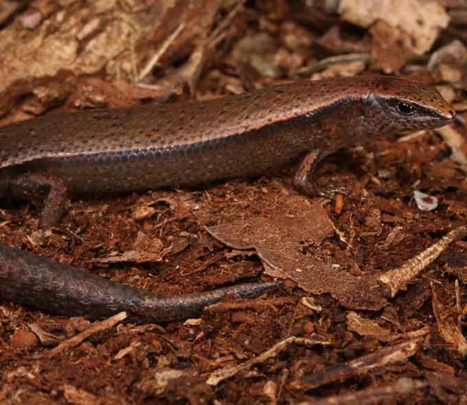 A brown skink on dry leaves and twigs