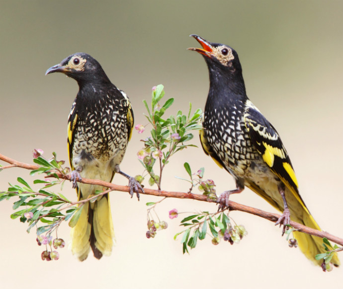 Pair of Regent honeyeaters (Anthochaera phrygia) illustration