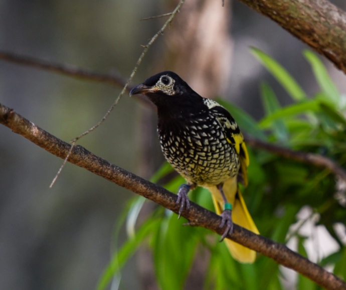 Regent honeyeater (Anthochaera phrygia)