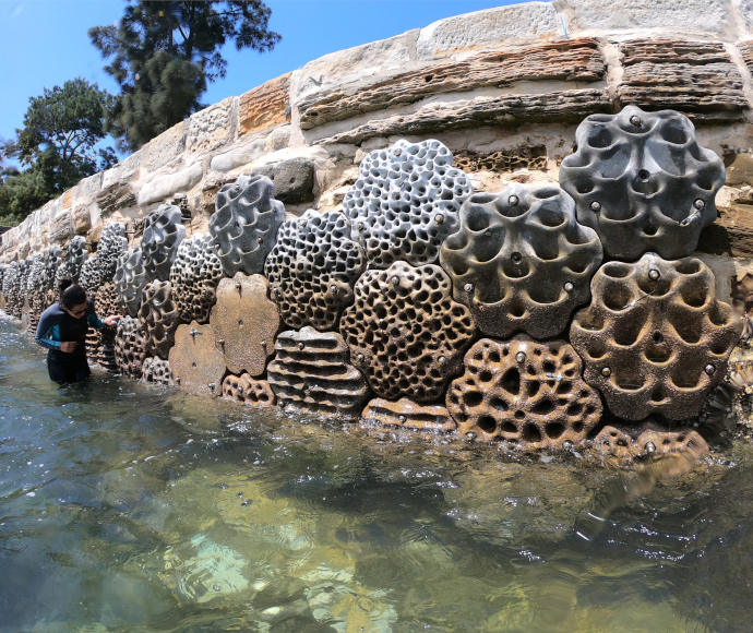 A researcher in a wetsuit stands leg-deep in water while inspecting artificial modular crevices upon a low seawall