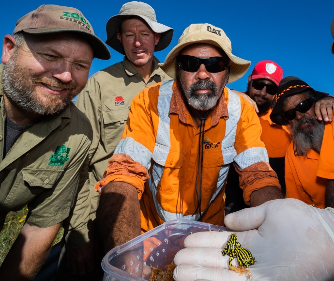 A collaborative effort to release captive-bred southern corroboree frogs (Pseudophryne corroboree)