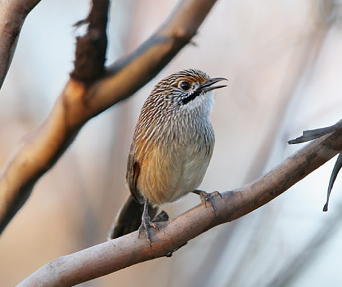 A striated grasswren bird (mytornis striatus) in a tree