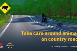 6 Tips for Avoiding Collisions with Koalas and Other Native Animals on the Road