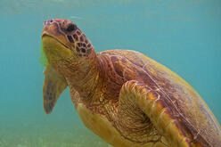 Green turtle (Chelonia mydas)