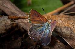 Copper coloured butterfly with pearlescent blue and green markings