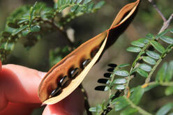 A wattle seed pod has opened, ready to drop its shiny black seeds