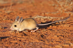 A dusky hopping mouse on red sandy ground.