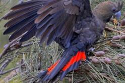 A glossy black cockatoo with wings spread showing bright red tail feathers