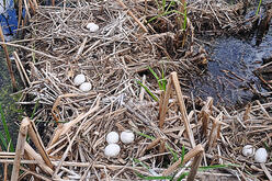 The image shows a cluster of alligator eggs nestled among marshy vegetation and partially submerged in water. This close-up view highlights the natural habitat where alligators lay their eggs, providing insight into their nesting behavior and environmental needs.