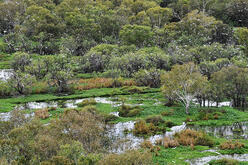 Wetland ecosystem with dense green vegetation, trees, shrubs, and patches of open water, highlighting the biodiversity and natural patterns of the environment.