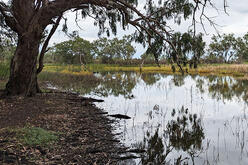 A serene landscape featuring a calm pond with clear reflections of trees and sky, bordered by lush greenery and a prominent tree with drooping branches on the left.