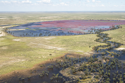 Aerial view of a wetland ecosystem with vibrant red vegetation, winding waterways, and expansive green fields.