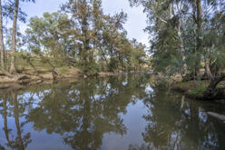 The glass-like surface of the Cudgegong River in the foreground reflecting the tree that line each of its banks.