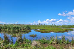 A vibrant wetland ecosystem under a clear blue sky with fluffy white clouds. The landscape features a water body with aquatic vegetation, surrounded by green grasses and reeds. In the distance, a line of trees can be seen on the horizon, contributing to the biodiversity of this natural habitat.