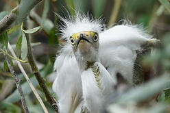 A young white egret with fluffy plumage and a yellow beak looks directly at the camera, its wide eyes giving a surprised or curious expression. The bird is nestled among green foliage, adding contrast to its stark white feathers.