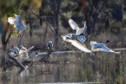 Four Australian white ibis in the foreground are flying from left to right of the image. They have taken flight from the water of Lake Gol Gol which has a row of ripples on it surface at the bottom of the photo. Droplets of water are suspended in the air beneath the birds. The water is a dark colour reflecting brown and green trees and bushes in the background.